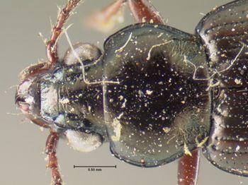Media type: image;   Entomology 16298 Aspect: pronotum dorsal